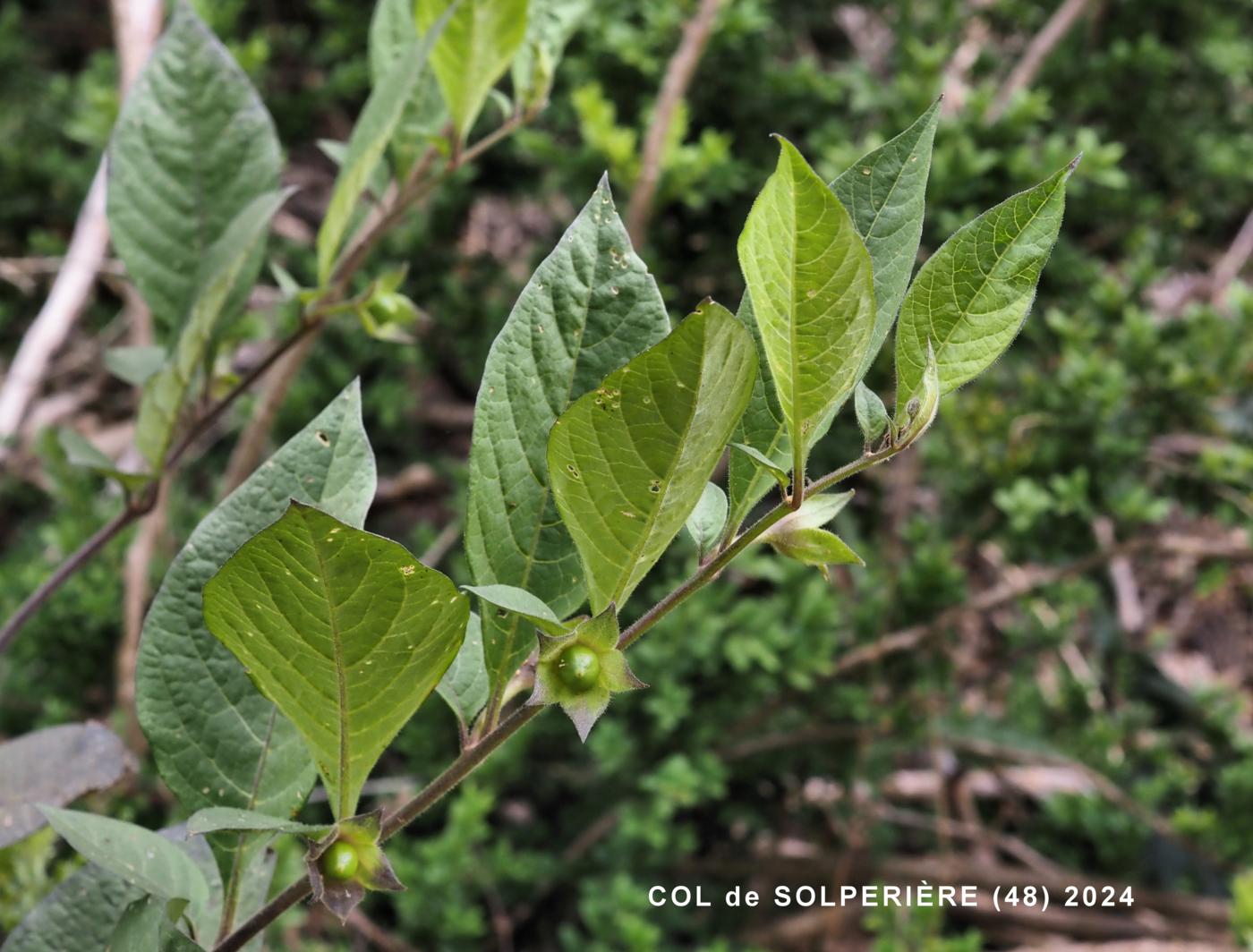 Nightshade, Deadly leaf